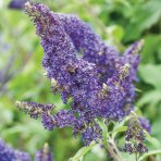 Budleja Dávidova (Buddleja Davidii) ‘SUMMER BIRD’ - výška 40-60 cm, kont. C3L
